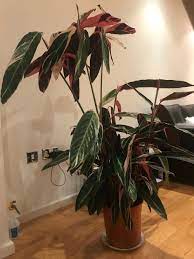 Watch your indoor plants flourish with plantvine's organic indoor soil. Ask A Question Forum Variegated Ginger Garden Org