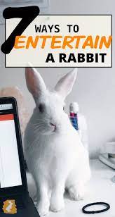 How To Entertain A Pet Rabbit Pet Bunny Rabbits Pet Rabbit Pet Bunny