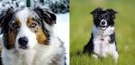 Border-Aussie Dog Breed Information and Pictures