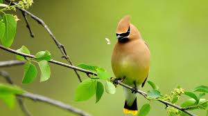 So, now click here on our site and free downloaded bird photos for . Beautiful Birds Wallpaper 8