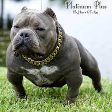 Apr 19, 2018 · xl pitbulls and xxl pitbull puppies, look no further than best blue kennel, biggest blue pitbull breeders in florida! Pin On American Bully