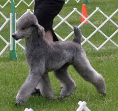 Pin On Manly Standard Poodle Cuts