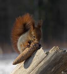 Squirrel Eichhornchen Streifenhornchen Nagetiere