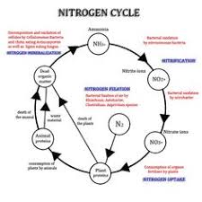 14 Best Nitrogen Cycle Images Nitrogen Cycle Earth