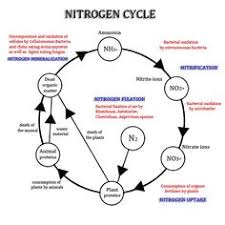 14 best nitrogen cycle images nitrogen cycle earth