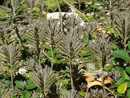 Image result for Bryophyllum tubiflorum