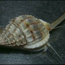 Image result for Malaxis schliebenii