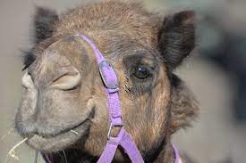 Some people think that travelling by plane is very comfortable and convenient. Camel Treks Australia Expeditions