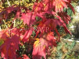 Maple leaf video by bev morgan. Pacific Northwest Propagators Inc Acer