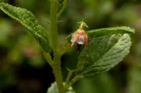Image result for Malvaceae: Byttnerioideae, Helicteroideae