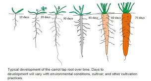 Carrot Cultivation Guidance And Advice