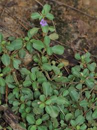 Image result for Dyschoriste radicans