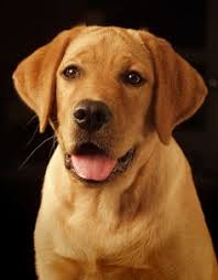 He loves to eat and snuggle right now. 43 Red Fox Lab Puppies Ideas Lab Puppies Puppies Fox Red Labrador