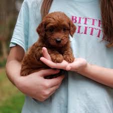 Our passion is making other families happy with high quality goldendoodles. Puppies Currently Available From Forever Snuggly Goldendoodles Forever Snuggly Golden Doodles Small Cute Puppies Baby Animals Super Cute Goldendoodle Puppy