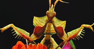 Its threat display is magnificently colored, with red, white, blue, purple and black. Idolomantis Diabolica Devil S Flower Mantis Care Sheet