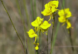 Image result for Utricularia simulans