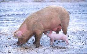 If you're talking about a domestic pig, then the scientific name for it is sus scrofa. Domestic Pig Wikipedia