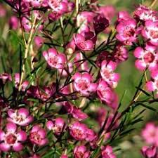 Wholesale flowers perth open to public. Hot Pink Waxflower Florabundance Wholesale Flowers