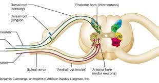 Pin On Chapter 13 The Spinal Cord Spinal Nerves And Somatic Reflexes