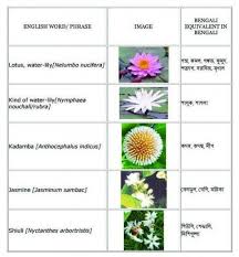 11 Disadvantages Of Lily Flower Bengali Meaning And How You Can Workaround It Lily Flower Bengali Meaning H Daisy Flower Meaning Flower Names Flower Meanings