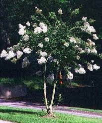 This guide from bunnings covers all the basics and includes helpful gardening tips. Lagerstroemia Indica Crepe Myrtle Acoma Dwarf Compact White Delv From Mid Feb May 2021 Brenlissa Online Nursery