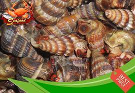 Improve the fluency of your spoken english with the help of these top tips. Siput Sedut Sea Snail 1kg Pkt Lazada