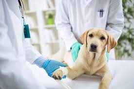 Many dog parents ask, how can i tell if my dog has liver cancer? dogs with malignant tumors that cannot be surgically removed due to severe involvement of the liver, or if the cancer has already spread to other parts of the body, have a very poor prognosis. Cancer In Dogs Causes Symptoms Treatments Canna Pet