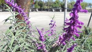 It thrives in full sun and requires zero staking, despite its statuesque heights. Salvias Or Sage Call It What You Will It S Beautiful