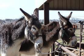 Image Result For Mammoth Donkeys Mammoth Jackstock Donkey Breeds Breeds