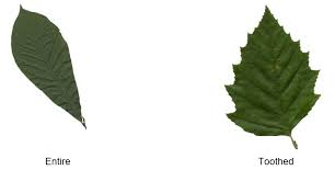 Image result for leaf margin entire