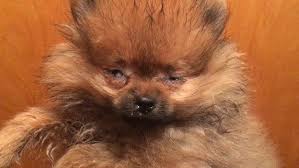 No More Doggies In The Window N Y May Ban Retail Pet Sales The New York Times