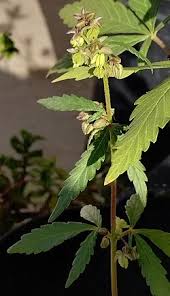 Image result for Cannabis sativa