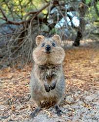 Here S Your Weekly Dose Of Cute 36 Cute Animals Quokka Animal Animals