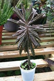 Check spelling or type a new query. Mother Of 1000 Weird Cool Plant Kalanchoe Daigremontiana The Babies Grow On The Leaf Edges Unusual Plants Plants Cool Plants