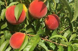 Soovite osta lennupiletit linnast malay linna peach springs madalaima hinna eest? Pruning Peach Trees Alabama Cooperative Extension System
