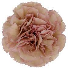 Creola Carnation Carnation Colors Carnations October Flowers