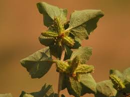 Image result for Acanthospermum australe