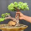 Setgreen is a best online plant nursery with gardening & landscaping services. Https Encrypted Tbn0 Gstatic Com Images Q Tbn And9gcrgy 2ovwmexiobpv44erizkn8hzbg6 Iccgakho2w Usqp Cau