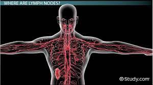 Maybe you would like to learn more about one of these? Lymph Node Location Diagram Anatomy What Are The Lymph Nodes Video Lesson Transcript Study Com