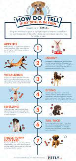 Other symptoms of a torn acl in dogs include pain, stiffness, swelling, and limping. Pin On For Dog Health