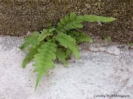 Image result for Pteridaceae