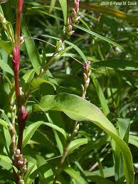 Image result for Persicaria decipiens