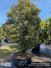 Image result for Capparis citrifolia