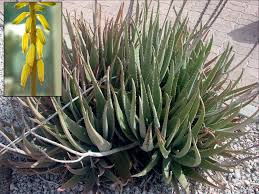 Image result for Aloe