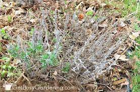 Always be sure that there are green leaves still on the plant when you are done pruning. Pruning Lavender A Step By Step Guide Get Busy Gardening
