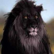 Rare Black Lion Only Two Left In The World Rare Animals Cute Animals Animals Wild