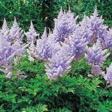 Spring Hill Nurseries Lavender Flowers Amethyst Astilbe Live Bareroot Perennial Plants 10 Pack 01240 The Home Depot Perennial Plants Spring Hill Nursery Blue Hosta