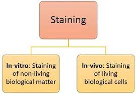 Word origin late middle english (as a verb): What Is Staining Definition Objectives Mechanism Types Biology Reader