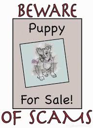 While your pet will not be transported privately in this type of service, each dog or cat does … Stories Of People Getting Scammed Over The Internet 4