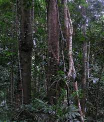 If you ask a lot of people, most of them could not give a straight answer to the. Jungle Vs Rainforest What S The Difference Ask Difference